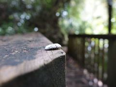 Coelostomidia