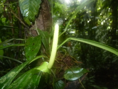 Anthurium bakeri