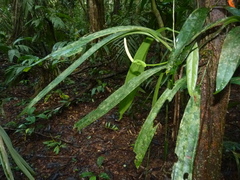 Anthurium bakeri