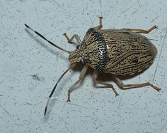 Antiteuchus macraspis