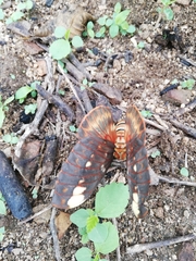 Citheronia beledonon