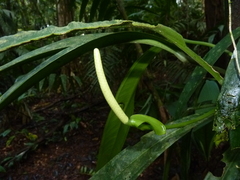 Anthurium bakeri
