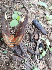 Citheronia beledonon