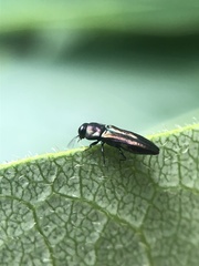 Agrilaxia flavimana