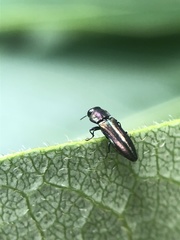 Agrilaxia flavimana