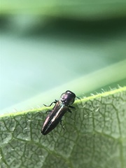 Agrilaxia flavimana