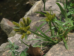 Cyperus hermaphroditus