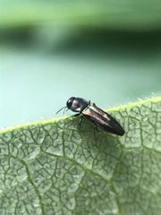 Agrilaxia flavimana