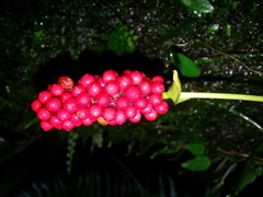 Anthurium bakeri
