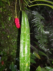 Anthurium bakeri