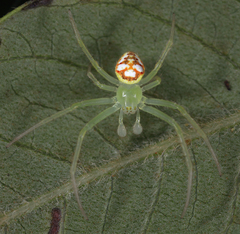 Araneus guttulatus