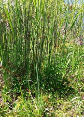 Juncus haenkei