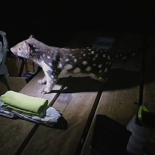 Spotted-tailed Quoll