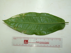 Anthurium flexile