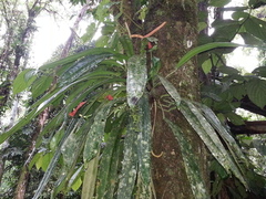 Anthurium bakeri