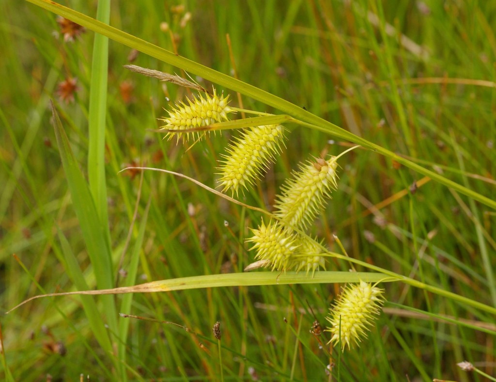 bottlebrush sedge