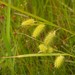 Bottlebrush Sedge - Photo (c) Grant A. Bickel, some rights reserved (CC BY-NC), uploaded by Grant A. Bickel
