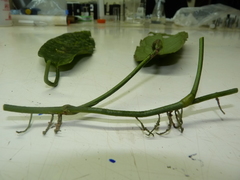 Anthurium flexile