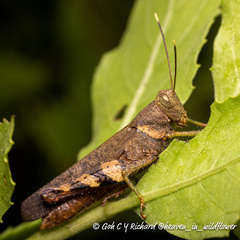 Apalacris varicornis