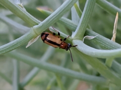 Crioceris paracenthesis