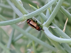 Crioceris paracenthesis