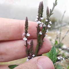 Verbena carolina