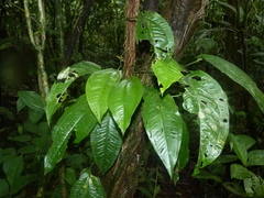 Anthurium flexile