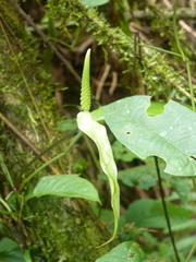 Anthurium flexile