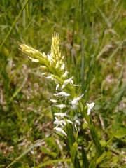 Platanthera dilatata albiflora
