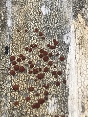 Ophioparma rubricosa