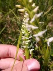 Platanthera dilatata albiflora