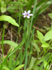 Sisyrinchium idahoense