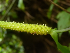 Anthurium flexile