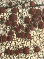 Ophioparma rubricosa