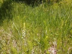 Platanthera dilatata albiflora