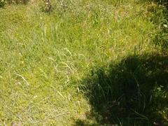 Platanthera dilatata albiflora