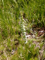 Platanthera dilatata albiflora