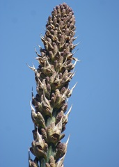 Dasylirion parryanum