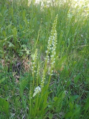 Platanthera dilatata albiflora