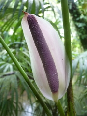 Anthurium formosum