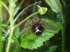 Epalpus