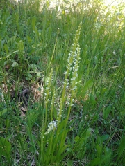 Platanthera dilatata albiflora