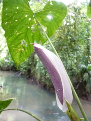 Anthurium formosum