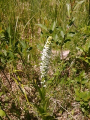 Platanthera dilatata albiflora