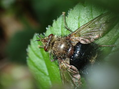 Epalpus