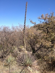 Dasylirion parryanum