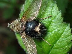 Epalpus
