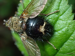 Epalpus