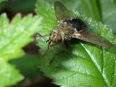 Epalpus