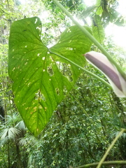 Anthurium formosum